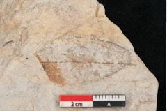 Foto (Objekt + Etikett) von Cinnamomum intermedium Ettingshausen (NHMW-GEO-2024-0188-10153)